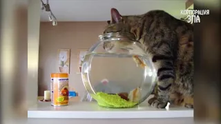 Cats Hate Water!   Funny Cats in Water Compilation 2017