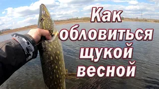 Как ОБЛОВИТЬСЯ ЩУКОЙ Весной !!!  Воблер или Силикон!!! Рыбалка на Спиннинг. Рыбалка с берега.