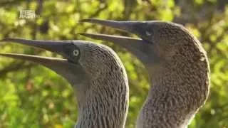 Галапагосские острова. Galapagos Islands.