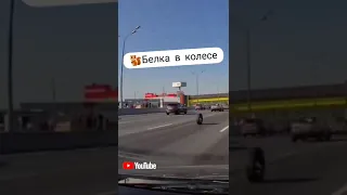 СИЛЬНАЯ РЖАКА 1000%😂🤣 белку поймал?? #прикол #tiktok #Автоприколы