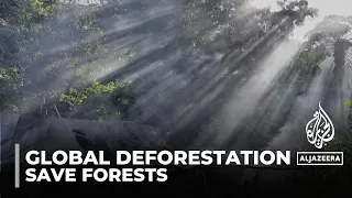 Global deforestation: Goal of halting forest loss by 2030 at risk