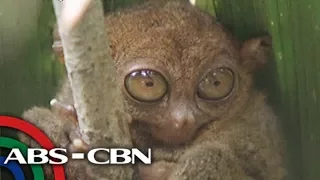 Matanglawin: Trivia about tarsiers