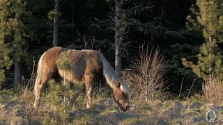 VERY STRANGE | Bigfoot is Braiding Horses Hair | MBM 171