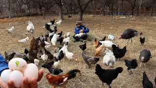 Roaming Chickens Out - Feeding and Egg Collection - I Cleaned the Rabbit Coop - I Checked the Quails