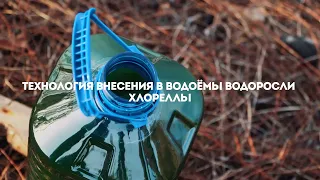 Хлорелла для очистки водоёмов