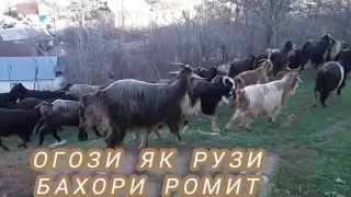 Боз як рузи бахори Ромит