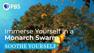 Immerse Yourself in a Monarch Swarm