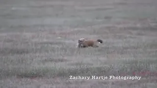 Eagle steals a meal fox
