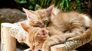 【No Ads】Beware of addiction! Hypnotic music, let you fall asleep in 20 minutes 🎵Cat relaxation music