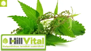 Ismerd meg a csalán csodálatos hatásait! 🌿 - HillVital