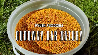 Pyłek pszczeli - cudowny dar natury. Jak jest pozyskiwany?