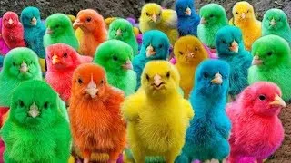 World Cute Chickens Chickens ,Colorful Chickens, Rainbow Chicken, Eggs, Rabbits, Cute Animals 🐤🐤