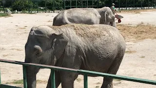 У слоних Магды и Дженни чистота и порядочек! Тайган Elephants are clean and tidy! Taigan
