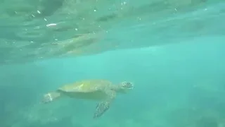 Swimming with Hawaiian Sea Turtles