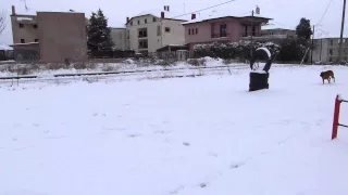 Dixie (aka Bianca Veranis K9 Dog Center) (femaleMalinois) backyard agility (snow edition)