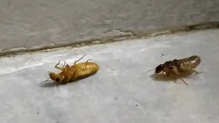 Termite Mating Behavior