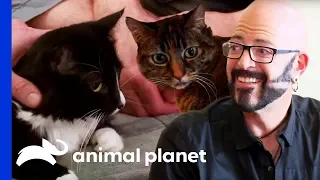 Jackson Galaxy Makes A Massive Difference In the Lives Of These Cats | My Cat From Hell