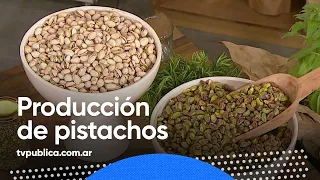 ¿Cómo es la producción de pistachos en Argentina? - Cocineras y Cocineros Argentinos