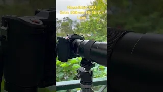 Hasselblad X2D, Zeiss 500mm F8 mirror lens