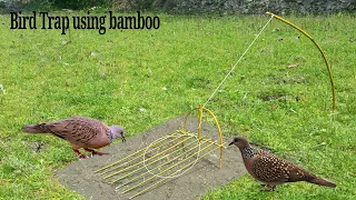 Bird Trap Using Bamboo vary easy.