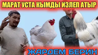 МАРАТ УСТА КЫМДЫ ИЗЛЕП АТЫР ЖАРДЕМ БЕРИН