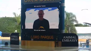 Orca Show im Loro Parque