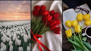 7 Facts About Tulips Every Tulip Lover Should Must  Know