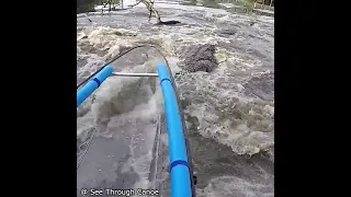 Kayaking through a bunch of Alligators in a Clear Kayak