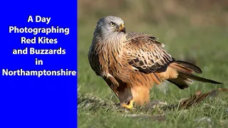 Filming and photographing Red kites and Buzzards with the Lumix G9 II and the OM-1 cameras