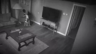 PITBULL PROTECTS OWNER FROM INTRUDER!