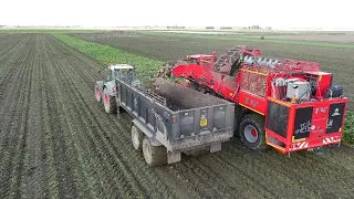 Holmer T4-40 9 row beet harvester working in Norfolk