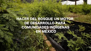 Hacer del bosque un motor de desarrollo para comunidades indígenas en México