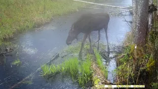 Лось на канале в Налибокской пуще Elk at the canal in Naliboki forest