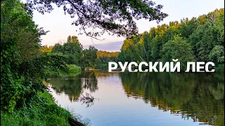 Санаторий «Русский лес»