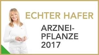Heilpflanze 2017: Echter Hafer | Dr. Petra Bracht | Gesundheit, Wissen, Ernährung