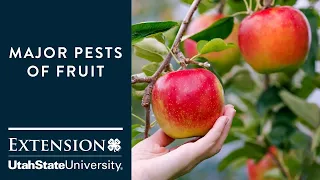 Major Pests of Fruit