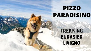 Pizzo Paradisino - trekking Livigno - Eurasier 4K Stelvio Adventures