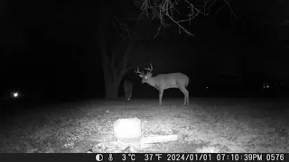 January 2nd 2023 Trail Camera Compilation Part P