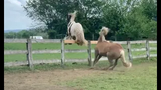 Introducing my gypsy vanner to my Haflinger AFTER being neigbours for A MONTH-JUMPS OUT THE PASTURE!