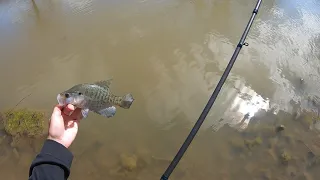 Walking the bank for shallow spawning crappie with the 12 ft sniper rod! Tips for the crappie spawn!