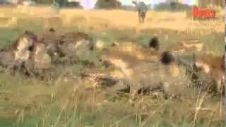 Нападение гиен на Льва   Lion vs Hyenas  Pack of Hyenas Attack Lion And Steal Its Prey