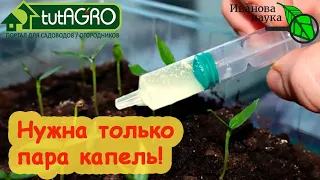 ВСЕГДА КРЕПКАЯ и ТОЛСТАЯ РАССАДА с БОЛЬШИМ УРОЖАЕМ! Рассада-крепыши: простой и доступный метод.