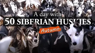 HOW TO TAKE CARE OF 50 SIBERIAN HUSKY DOGS | Feeding Sled Dogs, Training, Kennel Work