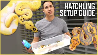 Setting Up Hatchling Ball Pythons - JKR ProTips Feat. GORGEOUS New Clown Pieds!