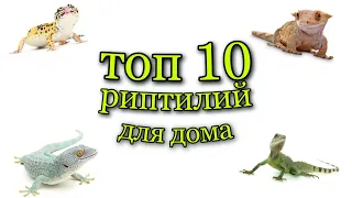 Топ 10 рептилий для дома😍