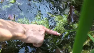 Frosch quakt beim Streicheln