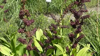 Veratrum nigrum L.