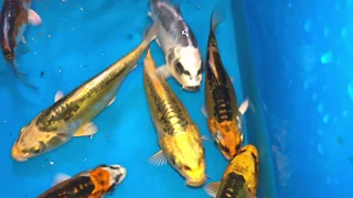 Kikokuryu Dragon Koi Fry - 4 Months Old