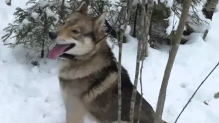 А счастье было так близко