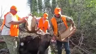 Moose Hunting in New Brunswick